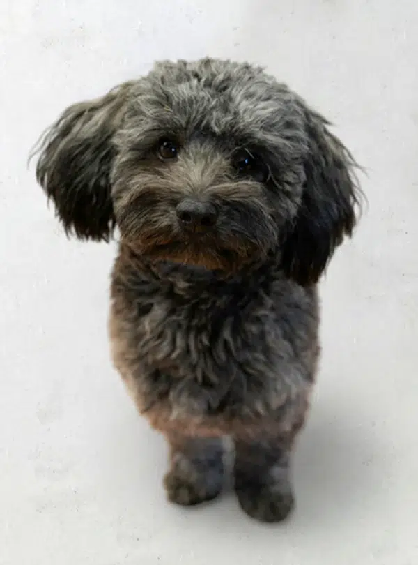 AraCom IT Services AG Dominik Schönwetter Sales Manager